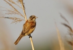 Familia Remizidae, Pájaro moscón/Remiz pendulinus